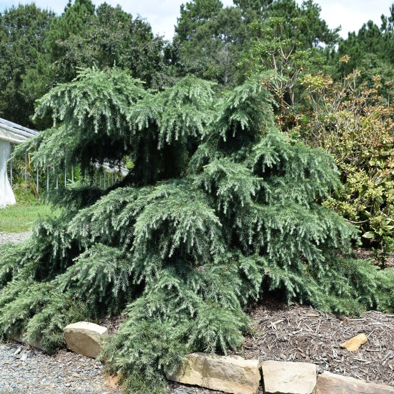 Obrázok Céder Himalájsky (Cedrus deodara) ´FEELIN BLUE´® - výška 90-110 cm, kont. C18L